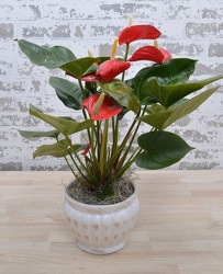 Anthurium Plant from Olander Florist, fresh flower delivery in Chicago
