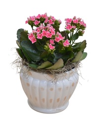 Ceramic Blooming from Olander Florist, fresh flower delivery in Chicago