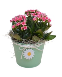 Kalanchoe in a Daisy Pot from Olander Florist, fresh flower delivery in Chicago