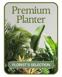 Designer's Choice Premium Planter from Olander Florist, fresh flower delivery in Chicago