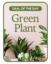 Green Plant Deal of the Day from Olander Florist, fresh flower delivery in Chicago