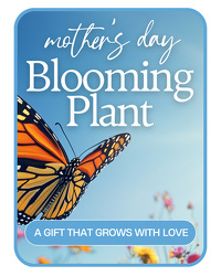 Mother's Day Blooming Plant from Olander Florist, fresh flower delivery in Chicago