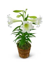 Easter Lily Plant in Basket from Olander Florist, fresh flower delivery in Chicago