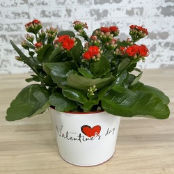 Kalanchoe Plant from Olander Florist, fresh flower delivery in Chicago