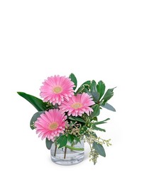Gerbera Simplicity from Olander Florist, fresh flower delivery in Chicago