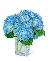 Hydrangeas In Blue from Olander Florist, fresh flower delivery in Chicago