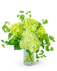 Green Glow from Olander Florist, fresh flower delivery in Chicago