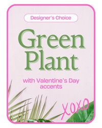 Designer's Choice Valentine's Day Green Plant  from Olander Florist, fresh flower delivery in Chicago