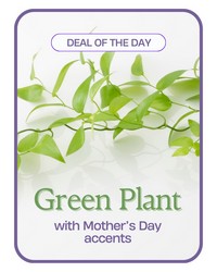 Green Plant with Mother's Day Accents from Olander Florist, fresh flower delivery in Chicago