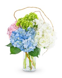 Sweet Hydrangea from Olander Florist, fresh flower delivery in Chicago