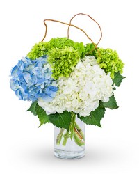 Hydrangea Perfection from Olander Florist, fresh flower delivery in Chicago