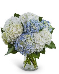 Lovely Lush Hydrangea from Olander Florist, fresh flower delivery in Chicago