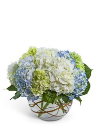 Modern Hydrangea from Olander Florist, fresh flower delivery in Chicago