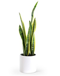 Sansevieria Plant from Olander Florist, fresh flower delivery in Chicago