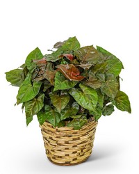 Arrowhead Plant in Basket from Olander Florist, fresh flower delivery in Chicago
