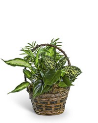 Tranquil Dish Garden in Basket from Olander Florist, fresh flower delivery in Chicago