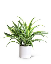 Dracaena Lemon Lime Plant from Olander Florist, fresh flower delivery in Chicago