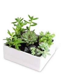 Large Succulent Garden from Olander Florist, fresh flower delivery in Chicago