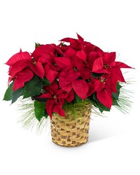 Red Poinsettia Basket from Olander Florist, fresh flower delivery in Chicago