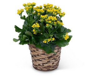 Yellow Kalanchoe Plant from Olander Florist, fresh flower delivery in Chicago