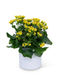 Yellow Kalanchoe Plant from Olander Florist, fresh flower delivery in Chicago
