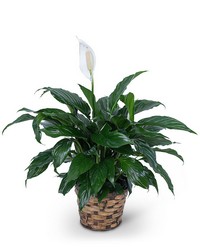 Peace Lily Plant from Olander Florist, fresh flower delivery in Chicago