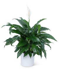 Peace Lily Plant from Olander Florist, fresh flower delivery in Chicago