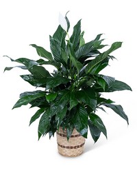 Medium Peace Lily Plant from Olander Florist, fresh flower delivery in Chicago