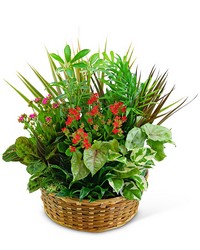 Large Blooming Dish Garden from Olander Florist, fresh flower delivery in Chicago