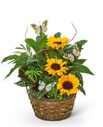 Dish Garden with Sunflowers and Butterflies from Olander Florist, fresh flower delivery in Chicago