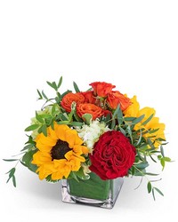 Sweet Savannah from Olander Florist, fresh flower delivery in Chicago