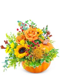 Pumpkin in Radiance from Olander Florist, fresh flower delivery in Chicago
