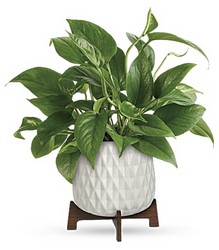 Lush Leaves Pothos Plant from Olander Florist, fresh flower delivery in Chicago